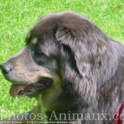 Photo de Dogue du tibet