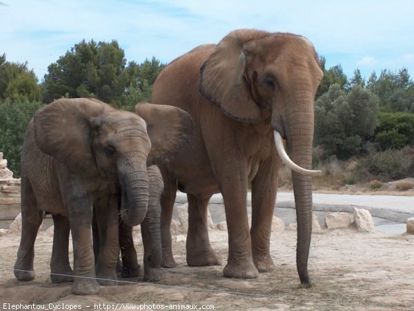 Photo d'Elphant d'afrique