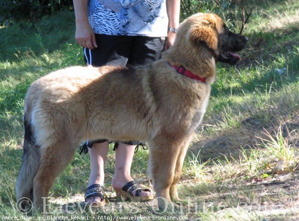 Photo de Leonberg