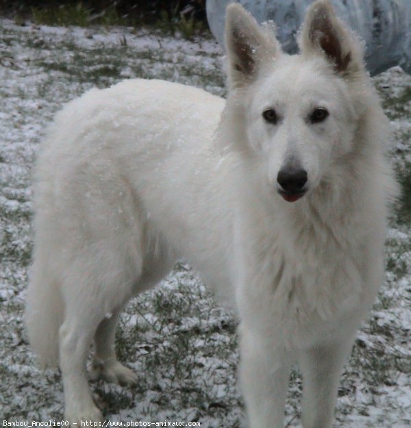 Photo de Berger blanc suisse