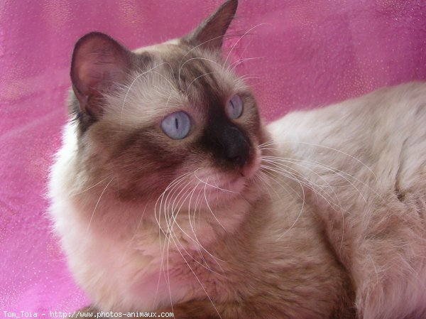 Photo de Sacr de birmanie