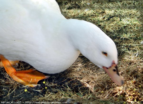 Photo de Canard