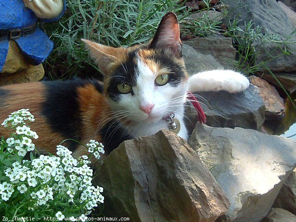 Photo de Chat domestique