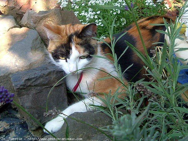 Photo de Chat domestique