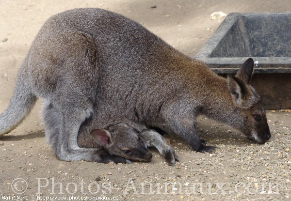 Photo de Wallaby