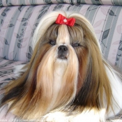 Photo de Shih tzu