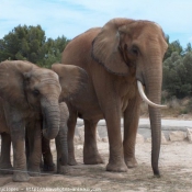 Photo d'Elphant d'afrique