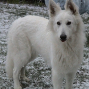 Photo de Berger blanc suisse