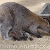 Photo de Wallaby