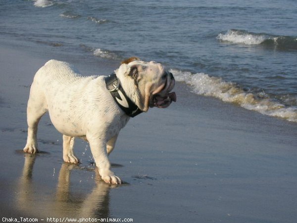 Photo de Bulldog