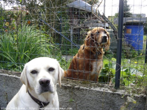 Photo de Labrador retriever