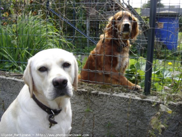 Photo de Labrador retriever