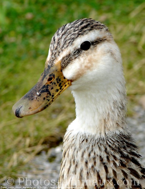 Photo de Canard