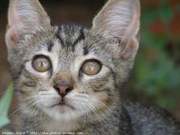 Photo de Chat domestique