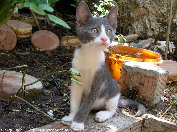 Photo de Chat domestique