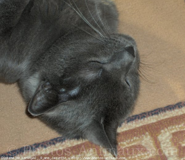 Photo de Chartreux