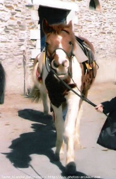 Photo de Poney franais de selle