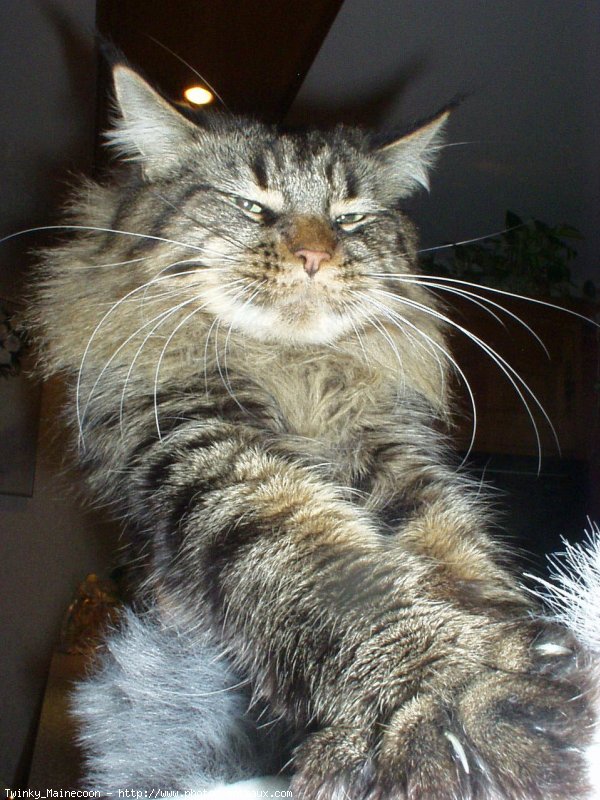 Photo de Maine coon