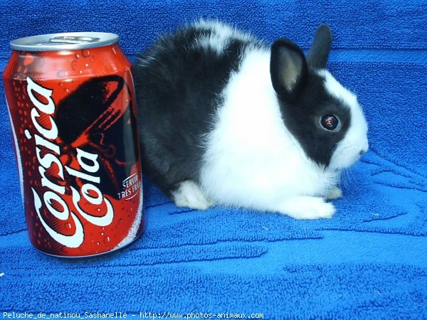 Photo de Lapin