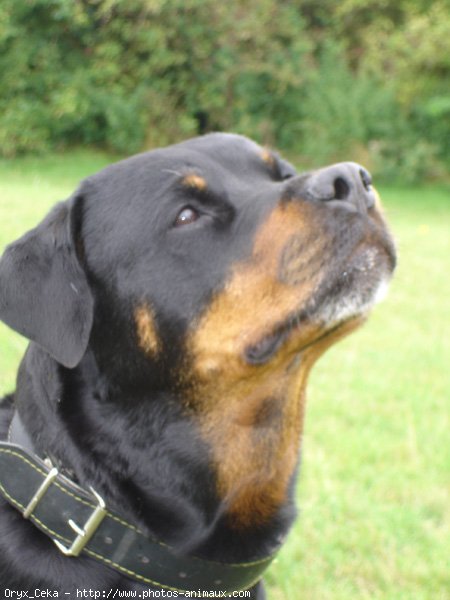 Photo de Rottweiler