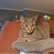 Photo d'Ocicat