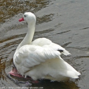 Photo de Cygne