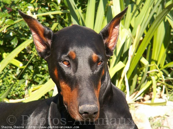 Photo de Dobermann