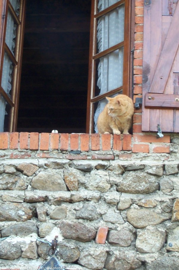 Photo de Chat domestique