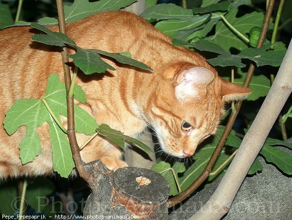 Photo de Chat domestique