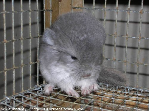 Photo de Chinchilla