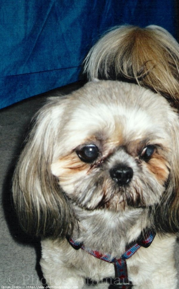 Photo de Shih tzu