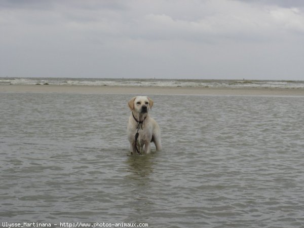 Photo de Labrador retriever