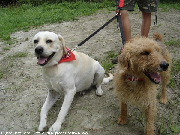 Photo de Labrador retriever