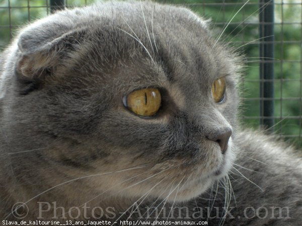 Photo de Scottish fold