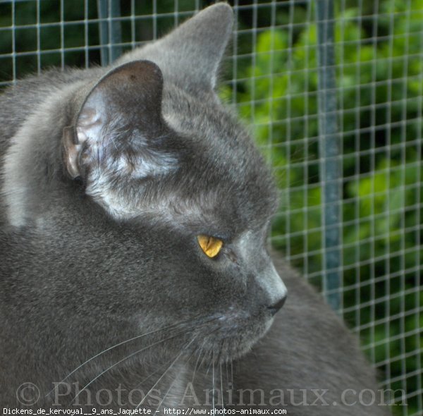 Photo de Chartreux