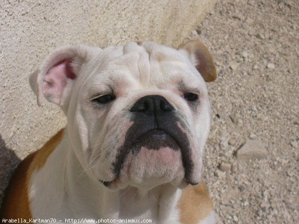 Photo de Bulldog