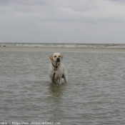 Photo de Labrador retriever