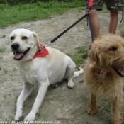 Photo de Labrador retriever