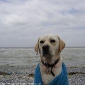 Photo de Labrador retriever