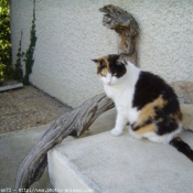 Photo de Chat domestique