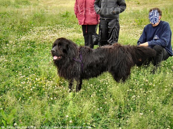 Photo de Chien de terre-neuve