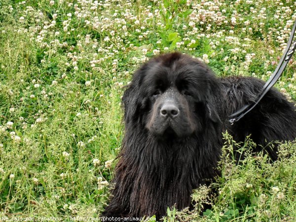 Photo de Chien de terre-neuve