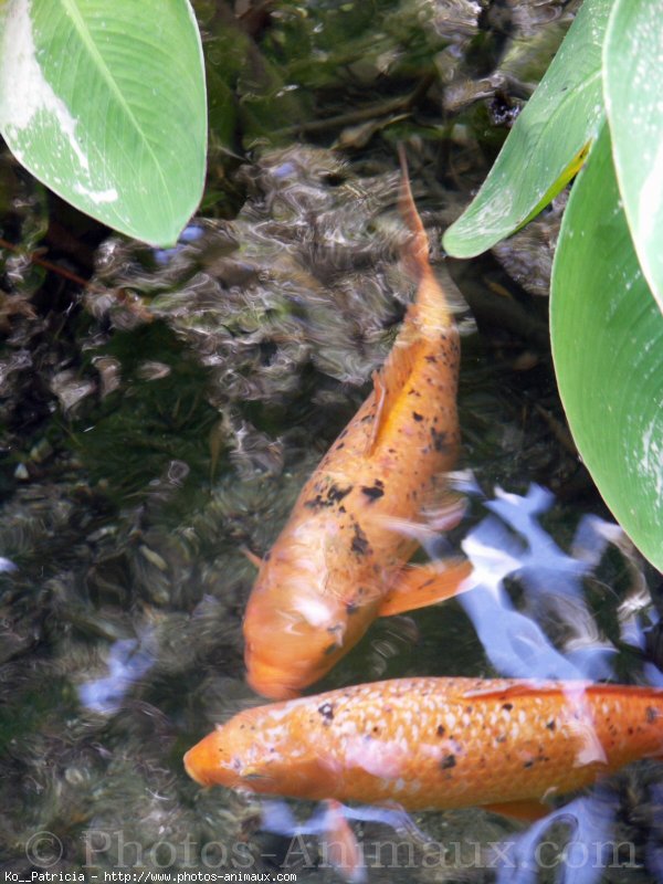 Photo de Poissons rouges