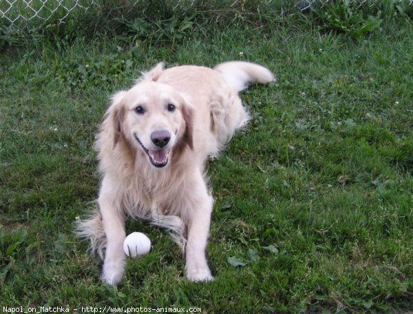 Photo de Golden retriever