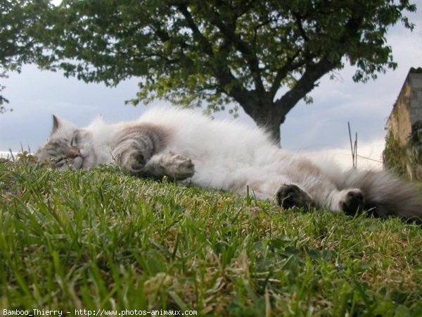 Photo de Sacr de birmanie