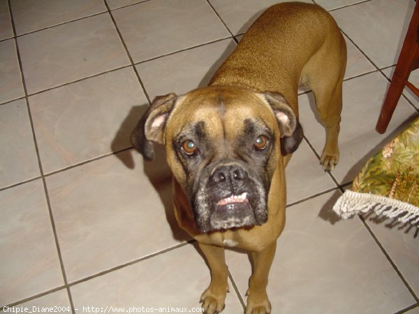 Photo de Boxer