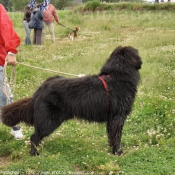 Photo de Chien de terre-neuve