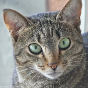 Photo d'Ocicat