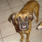 Photo de Boxer