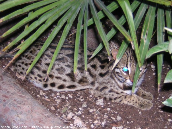 Photo de Bengal